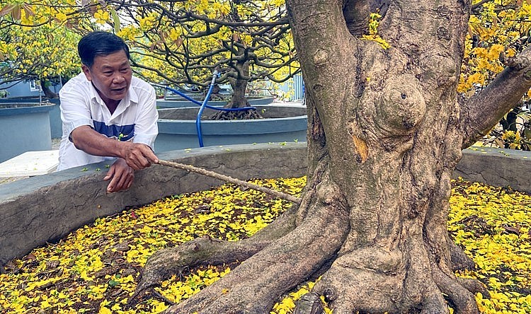 Nhiều người am tưởng về loại cây cảnh độc đáo này nhận định đây là cây mai vàng thuộc dạng cực hiếm ở Việt Nam.