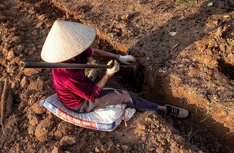 Đào xiên vào các gốc cây theo luống đất sâu sẽ gặp củ cọc. Phải đào luống trước vì nếu đào thẳng sẽ rất dễ đào vào củ và làm gãy củ.