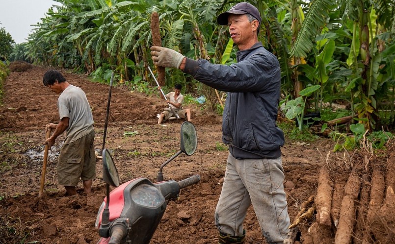 Hàng năm đến mùa thu hoạch, gia đình ông Nẩy đều phải thuê thêm người từ quê ra để đào củ cho kịp.