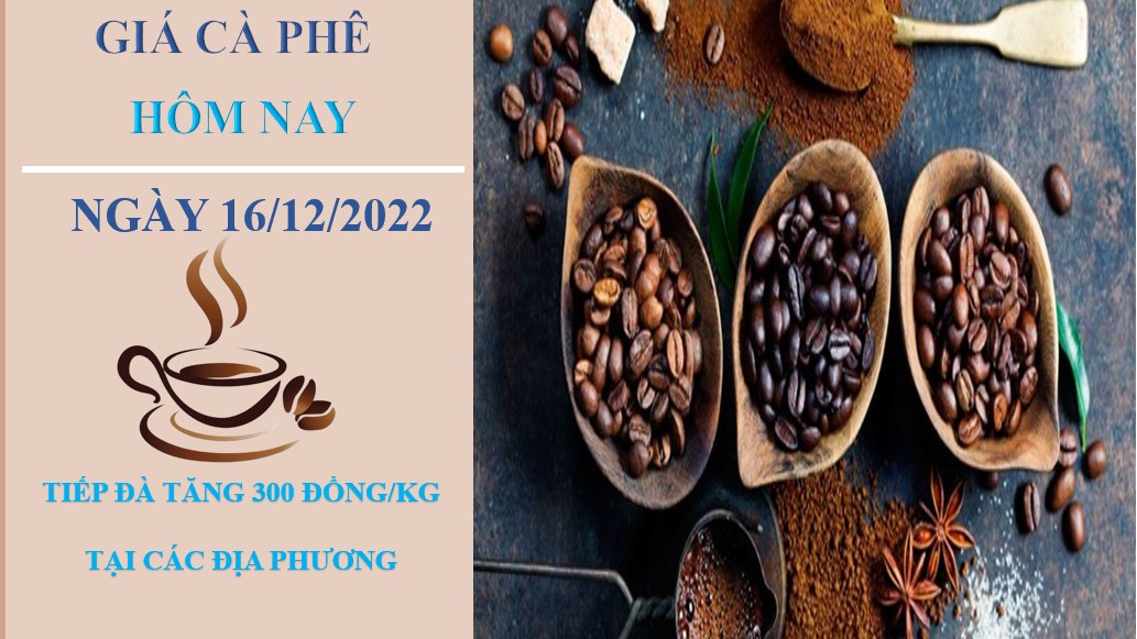 Giá cà phê hôm nay 16/12/2022: Tiếp đà tăng nhẹ 300 đồng/kg