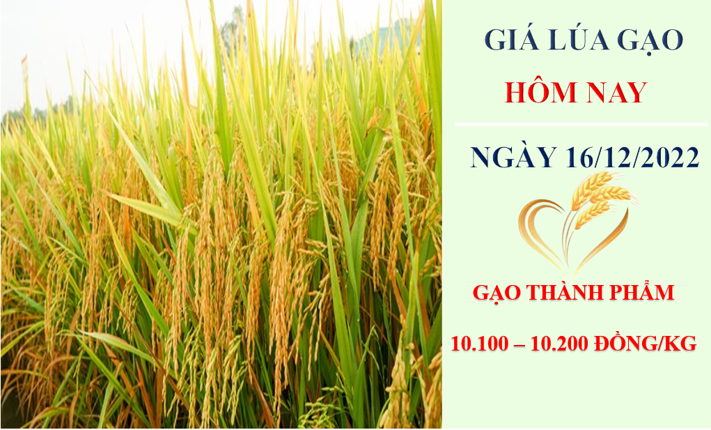 Giá lúa gạo hôm nay 16/12/2022: Nguồn cung giảm, giá gạo sẽ ở mức cao