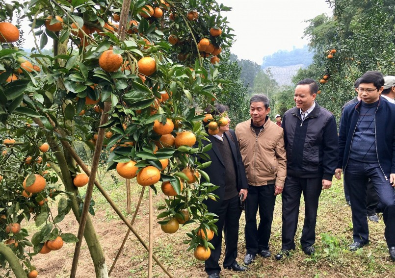 Mô hình trồng, cải tạo cây cam sành theo hướng VietGap tại xã Dương Phong (huyện Bạch Thông).