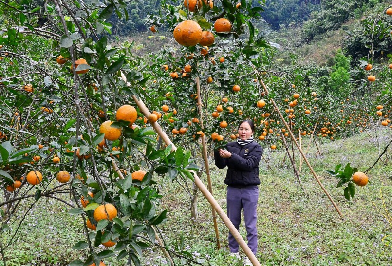 Cây cam sành mang lại thu nhập cao cho người dân xã Dương Phong (huyện Bạch Thông) nhiều hộ trồng cam trở thành triệu phú vùng cao.