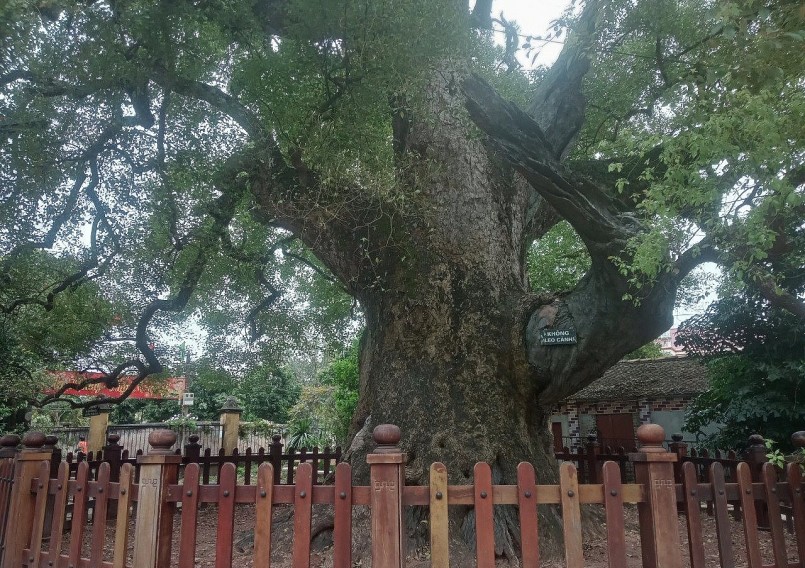 Cây dã hương quý hiếm tuổi tầm 1000 năm ở Bắc Giang là duy nhất còn hiện hữu trên trái đất.