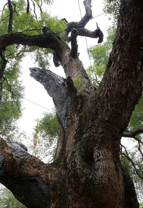 Dấu ấn thời gian để lại trên thân cây dã hương nghìn năm.