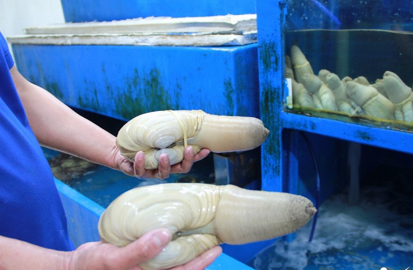Hiện nay, thực khách không cần xuất ngoại hay du lịch nước ngoài mà vẫn có thể thưởng thức ốc vòi voi Canada ở nhiều tỉnh thành trong nước như Hà Nội, TPHCM,...