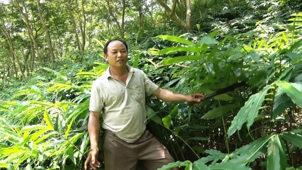 Gia đình anh Lý Văn Sai, dân tộc Dao, xóm Nà Sài, xã Yên Thổ (huyện Bảo Lâm, tỉnh Cao Bằng) mạnh dạn trồng cây dược, cụ thể là trồng liệu sa nhân tím cho hiệu quả kinh tế cao hơn