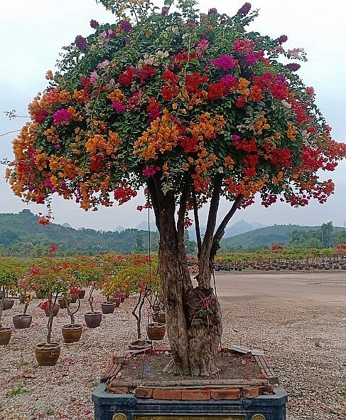 Cây hoa giấy này trên cùng 1 cây có từ 5-7 màu hoa, cao từ 3,5-4 mét, gốc vanh từ 180-200cm, tán rộng khoảng 3 mét.