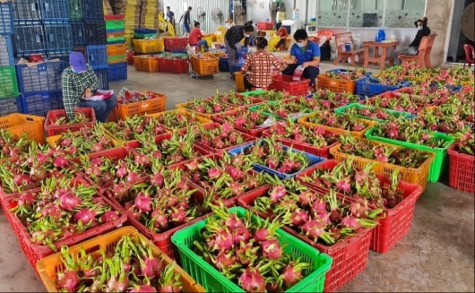 Giá thanh long lập kỷ lục, nông dân Tiền Giang bội thu dịp Tết