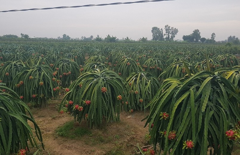 Vườn cây thanh long ở tỉnh Tiền Giang bước vào thu hoạch vụ nghịch với mức giá cao nhất trong năm.