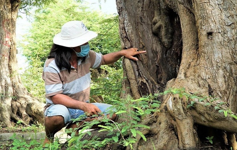 Sửng sốt ngắm siêu phẩm me cổ thụ 200 tuổi, kỷ lục gia lộ tuyệt kỹ săn cây khủng