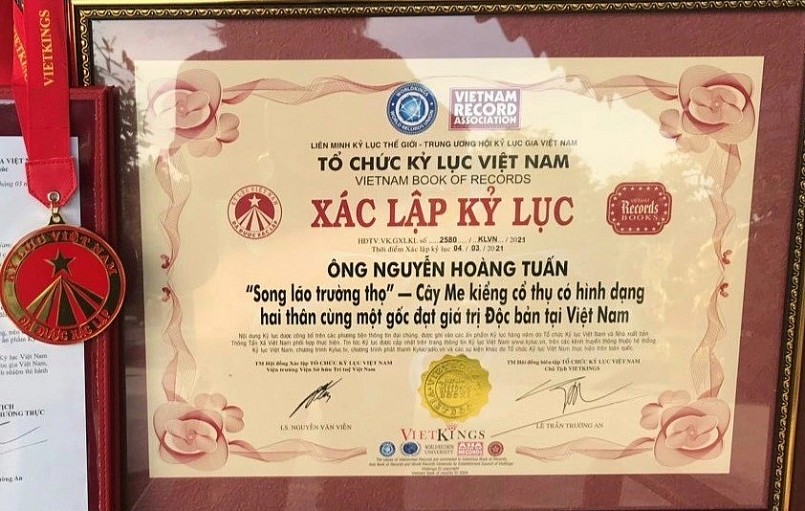 Sửng sốt ngắm siêu phẩm me cổ thụ 200 tuổi, kỷ lục gia lộ tuyệt kỹ săn cây khủng