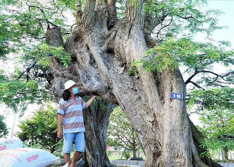 Anh tuấn bên siêu phẩm me cổ thụ hình lạc đà (Ảnh: Bảo Kỳ).