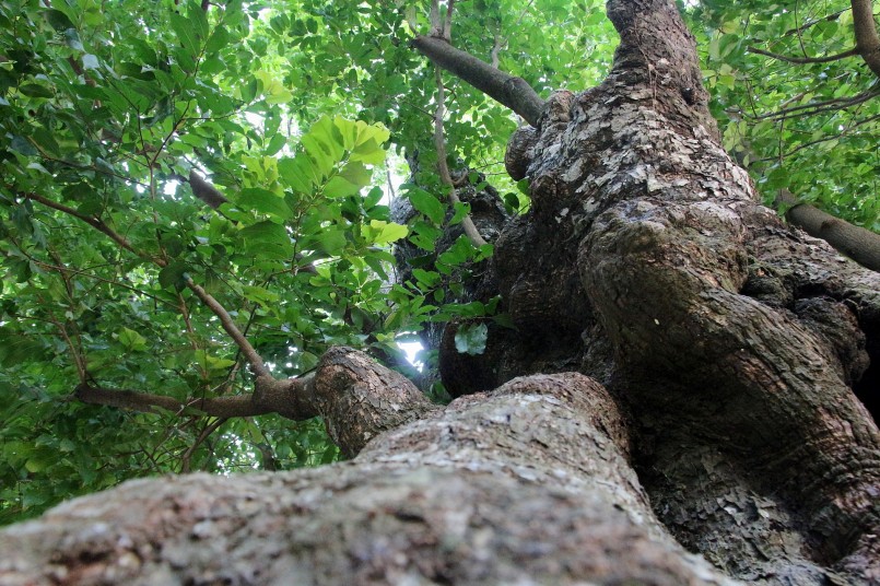 Cây thị cổ thụ cao hơn 20 m, chu vi gốc cây 7,5 m, đường kính thân cây khoảng 2,3 m, phải 4 người lớn dang tay ôm mới xuể.