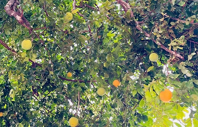 Cây thị cổ thụ của dòng họ Phạm khá nhiều quả, chín đều đến hết mùa thu.