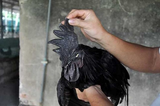 Kỳ lạ giống gà đen như mực, chỉ ăn đá uống sương đêm, 400.000 đồng/kg chưa Tết đã hết gà