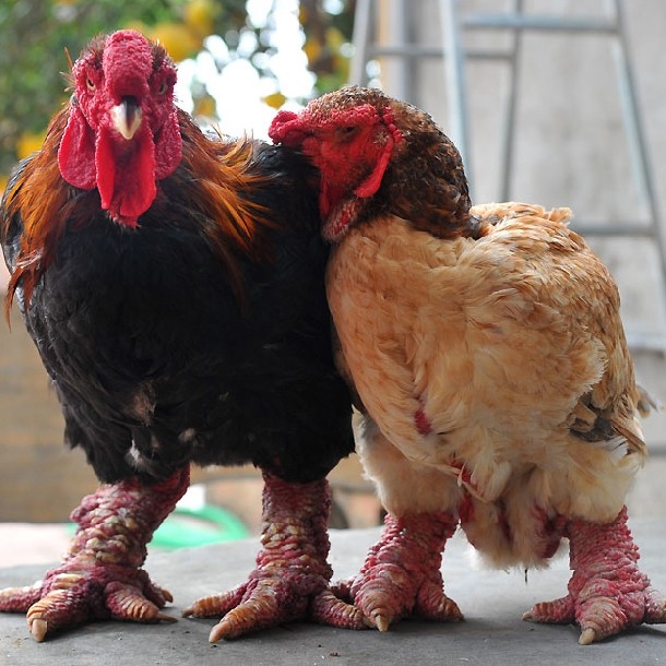 Con gà đẹp với đôi chân to, dáng bắt mắt, trọng lượng từ 4,5 – hơn 5 kg/con