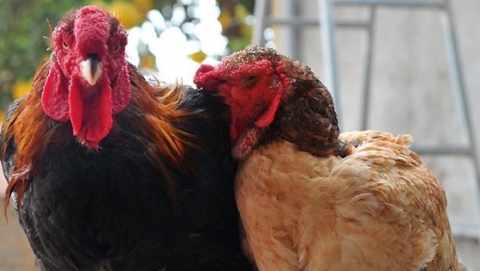 Gần 100 triệu một con "gà nằm lò sưởi" ăn Tết, làm thế nào để chọn được gà “xịn”