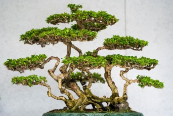 Vào rừng tìm cây sam núi tạo dáng bonsai bán vài chục triệu, bí quyết tạo siêu phẩm