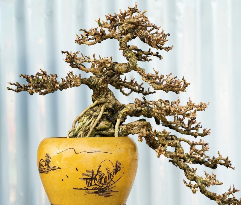 Kiểng bonsai sam núi được nhiều người yêu thích.