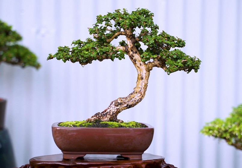Anh Thọ cho hay mất gần 5-7 năm thì bonsai sam núi mới đạt được giá trị cao.