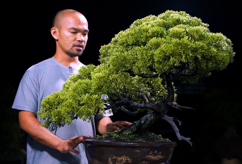 Vào rừng tìm cây sam núi tạo dáng bonsai bán vài chục triệu, bí quyết tạo siêu phẩm