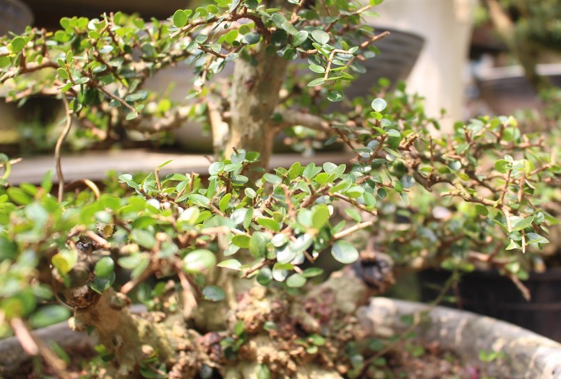 Để đạt giá trị cao, kiểng bonsai sam núi cần trồng ít nhất 5 năm.