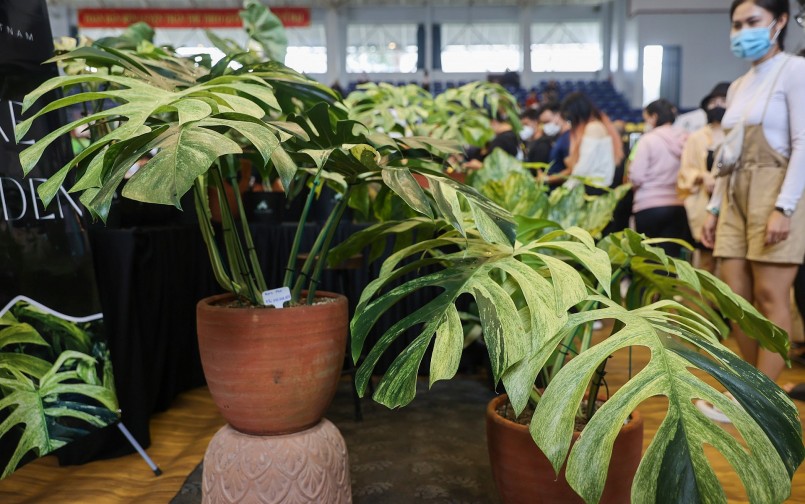 Cây Monstera borsigiana mint (trầu bà Nam Mỹ) 8 lá được bán với giá 350 triệu đồng, là một trong những kiểng lá có giá trị cao nhất hiện nay.
