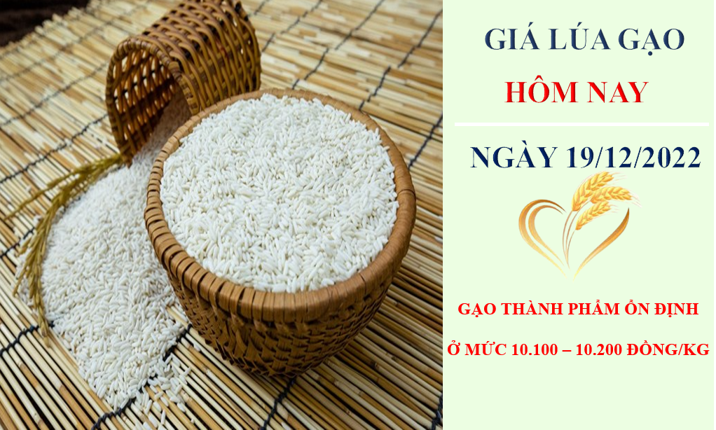 Giá lúa gạo hôm nay 19/12/2022: Giá đi ngang, thị trường giao dịch sôi động