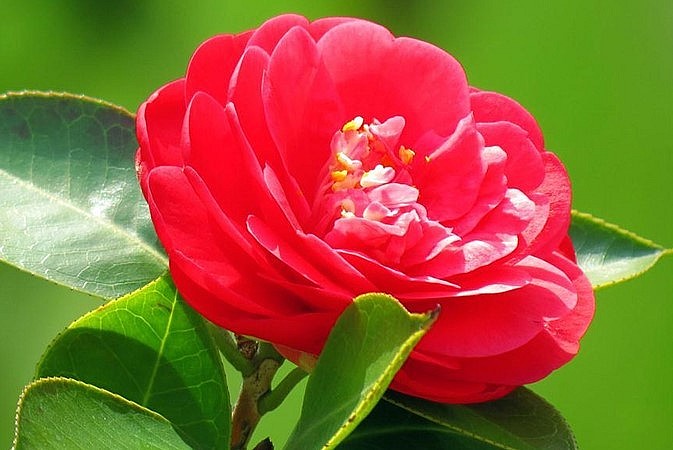 Hoa trà my đỏ bày tỏ một tình yêu chân thành.