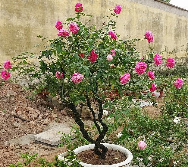 Vì yêu hoa hồng cổ, nhiều nhà vườn đã đúc kết được những bí quyết ghép hoa, tạo dáng bonsai.