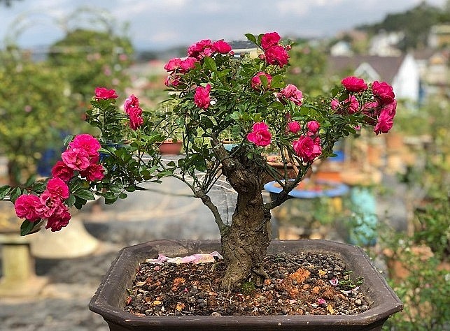 Với sự độc đáo về ngoại hình, thân hồng bonsai càng xù xì và già cỗi thì càng đẹp và có giá trị.