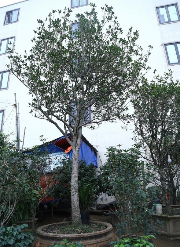 Cây mộc hương của một chủ vườn ở Nghệ An được trả 2 tỷ đồng nhưng chủ nhân không bán.