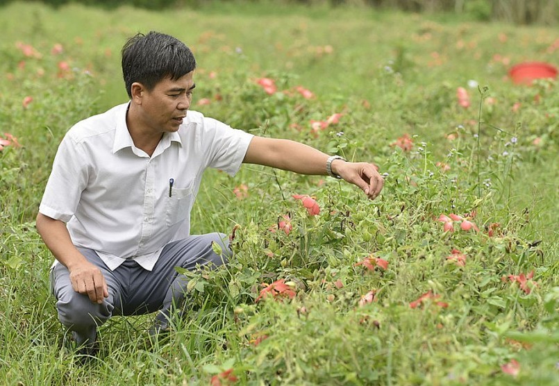 Ông Trịnh Việt Cường, Trưởng phòng Nông nghiệp và Phát triển nông thôn huyện Vĩnh Lộc, kiểm tra cánh đồng sâm báo chuẩn bị cho kế hoạch mở rộng diện tích theo đề án phát triển cây sâm thời gian tới.