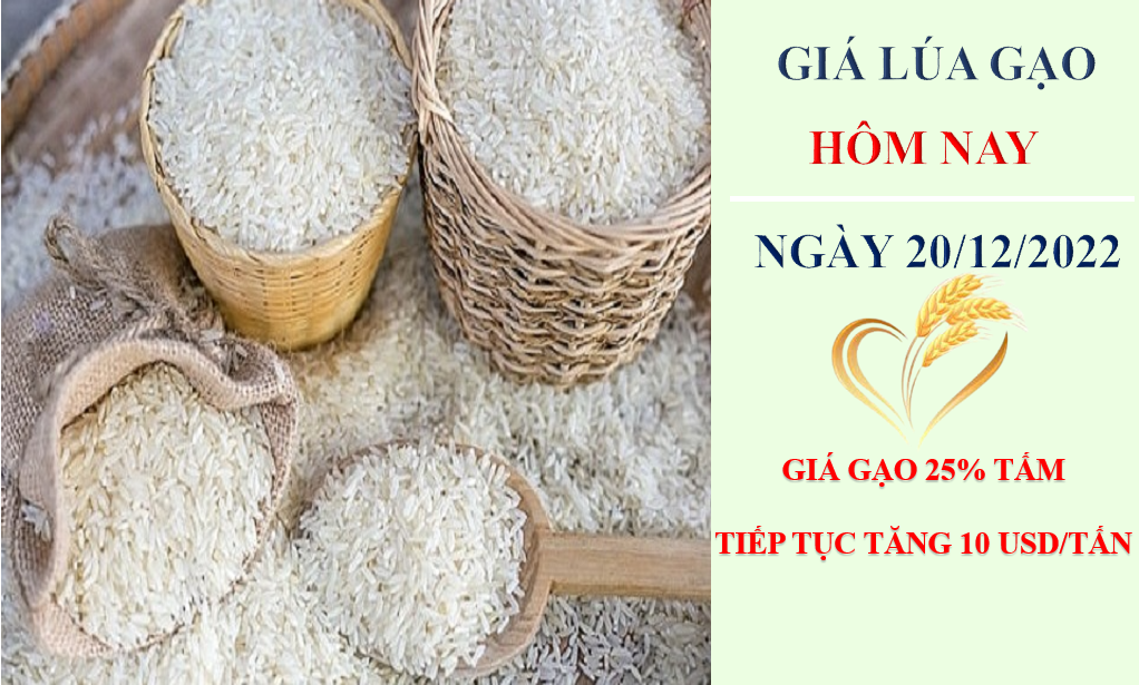 Giá lúa gạo hôm nay 20/12/2022: Giá gạo xuất khẩu tăng 10 USD/tấn