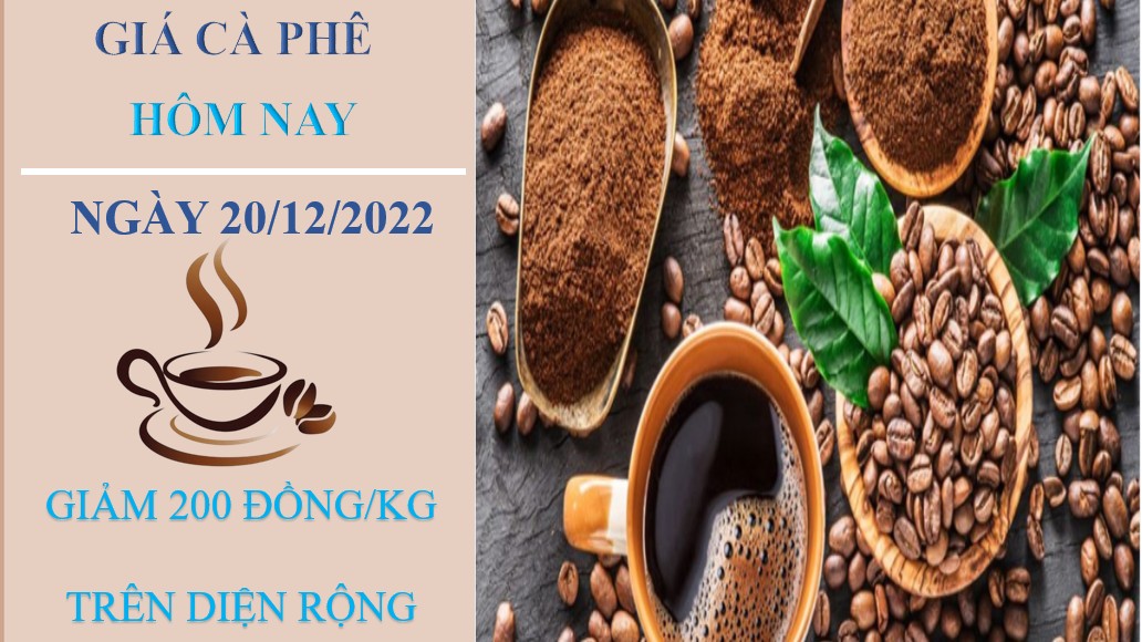 Giá cà phê hôm nay 20/12/2022: Quay đầu giảm 200 đồng/kg trên diện rộng
