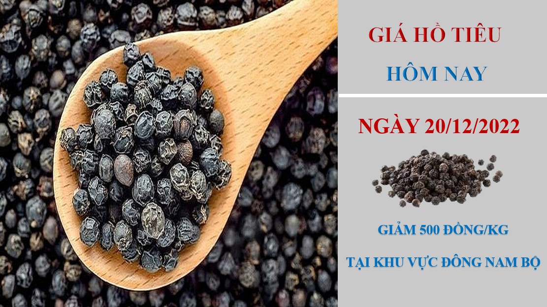 Giá hồ tiêu hôm nay 20/12/2022: Giảm 500 đồng/kg tại khu vực Đông Nam bộ