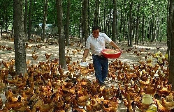 Trang trại nuôi giống gà lười nhờ kỹ thuật nuôi độc lạ đã trở thành gà leo núi đặc sản. (Ảnh 