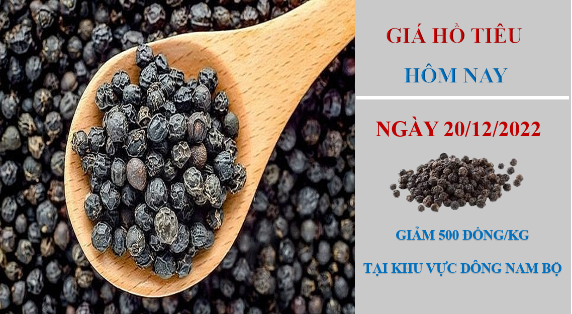 Giá hồ tiêu hôm nay 20/12/2022: Giảm 500 đồng/kg tại khu vực Đông Nam bộ