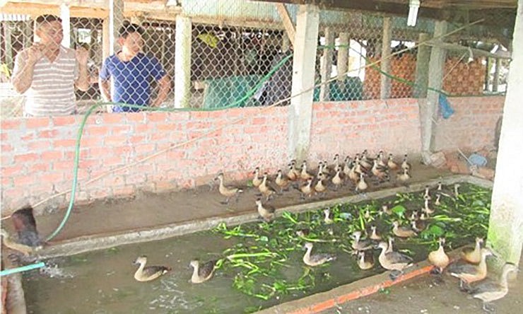Một số hộ gia đình ở Cà Mau, Hậu Giang, An Giang đã kiếm được cả trăm triệu đồng mỗi năm nhờ thuần hóa và nuôi con chim le le