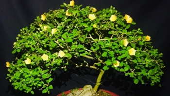 “Phù phép” cây mọc dại ven đường thành bonsai bạc triệu, mỗi tuần bán 20 cây cũng kiếm bộn tiền