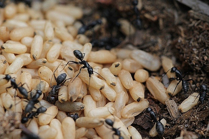 Trứng kiến đen có màu trắng sữa, to bằng hạt gạo, mỗi tổ kiến cho khoảng 1-2 lạng trứng