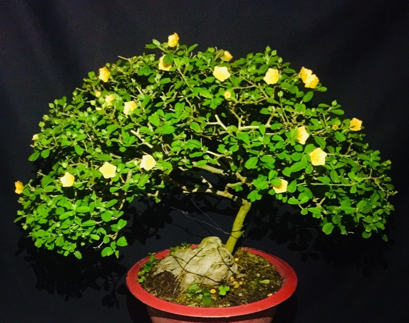 “Phù phép” cây mọc dại ven đường thành bonsai bạc triệu, mỗi tuần bán 20 cây cũng kiếm bộn tiền