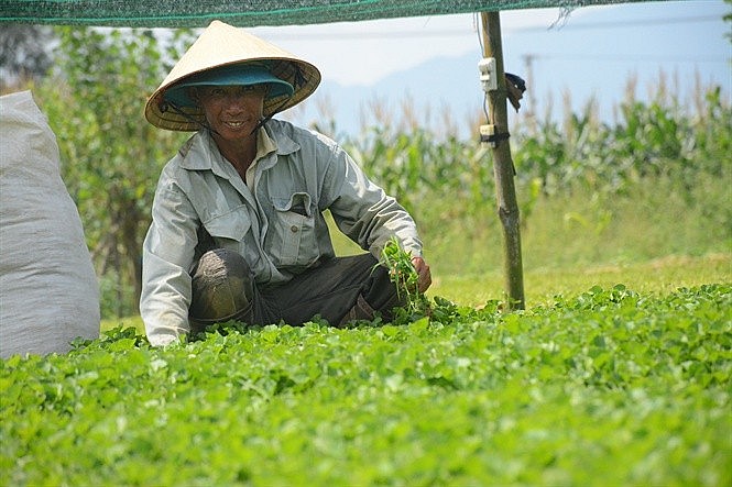 Nhận thấy cây rau má dễ trồng lại ổn định đầu ra, ông Hà Ngọc Phi (55 tuổi, ở thôn Trung Phú 2, xã Điện Minh, thị xã Điện Bàn, Quảng Nam) đã mạnh dạn đầu tư trồng 8 sào rau má sạch, mỗi năm thu về gần 1 tỷ đồng.