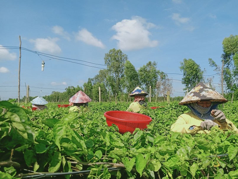 Tại huyện Đức Huệ (tỉnh Long An), nhiều nông dân mạnh dạn chuyển từ đất trồng lúa cho năng suất thấp sang trồng hoa thiên lý