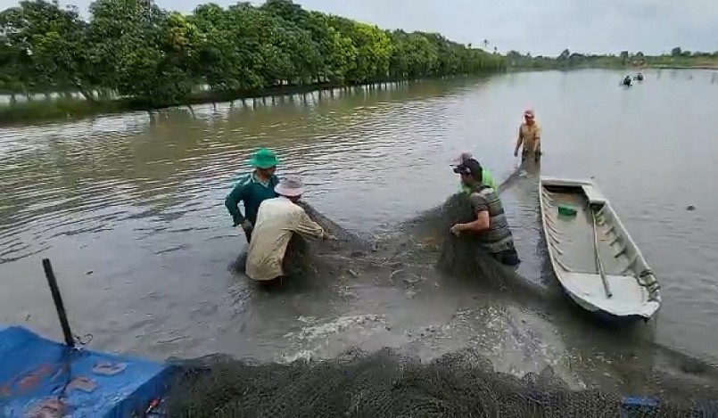 Người dân dùng lưới để bắt cá trên ruộng, lượng cá năm nay dồi dào.