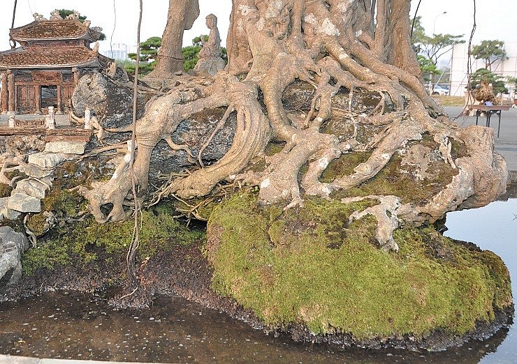 Cây sanh ôm đá thả nước với khoảng hơn 100 năm tuổi