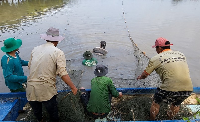Dịp này con nước đồng rút mạnh, người dân bắt đầu thu hoạch cá ruộng.