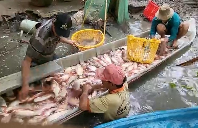 Cá ruộng sau khi thu hoạch được phân loại bán cho thương lái. 