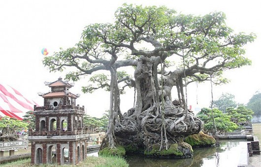 Chiêm ngưỡng “siêu cây sanh” xưa mua 10 cây vàng, giờ trả 15 tỷ gia chủ không chịu bán